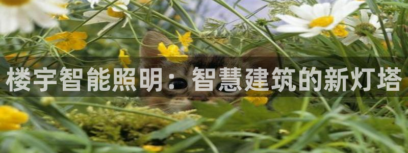 云顶国际俱乐部是干嘛的