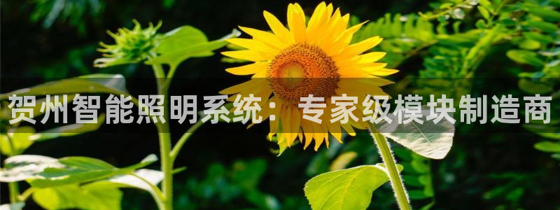 云顶国际存款